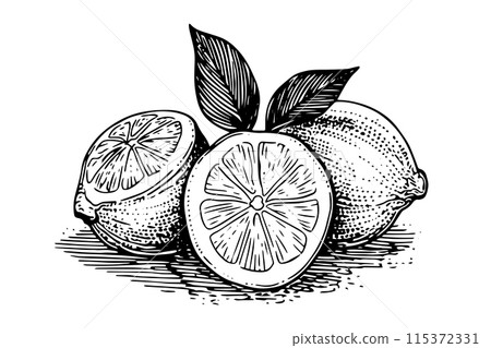 Hand drawn ink sketch vector illustration of lemon. Citrus in engraving style vector illustration. Hand drawn ink sketch vector illustration of lemon. Citrus in engraving style vector illustration. 115372331