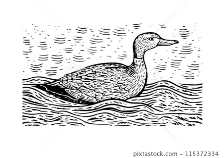 Vintage Vector Mallard: Engraved Duck Sketch in Classic Nature. Vintage Vector Mallard: Engraved Duck Sketch in Classic Nature. 115372334