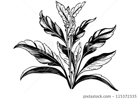Vintage Mint Leaf Vector Sketch: Botanical Illustration of Peppermint and Spearmint. Vintage Mint Leaf Vector Sketch: Botanical Illustration of Peppermint and Spearmint. 115372335
