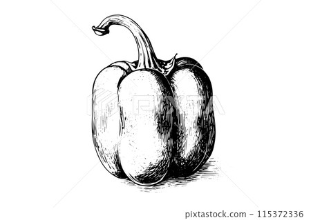 Vintage Pepper Illustration: Hand-Drawn Vector Sketch of Various Types of Capsicum. Vintage Pepper Illustration: Hand-Drawn Vector Sketch of Various Types of Capsicum. 115372336
