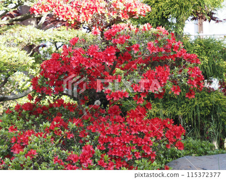 Red azalea flower Red azalea flower 115372377