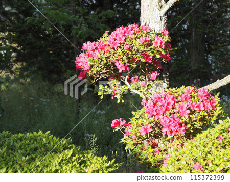 Red azalea flower 115372399