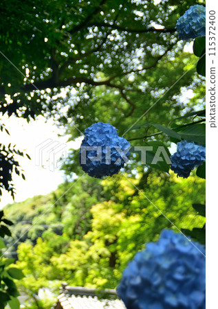 神奈川縣鎌倉市山之內的旅遊景點明月院 115372400
