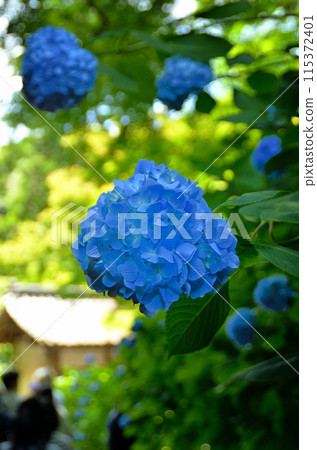 神奈川縣鎌倉市山之內的旅遊景點明月院 115372401