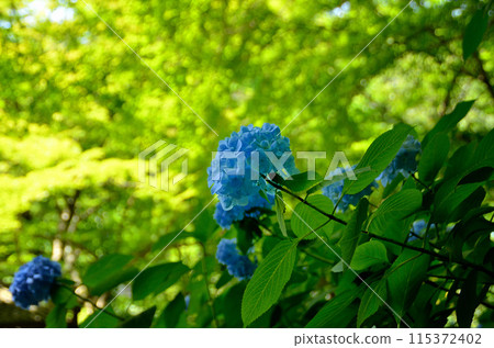 神奈川縣鎌倉市山之內的旅遊景點明月院 115372402