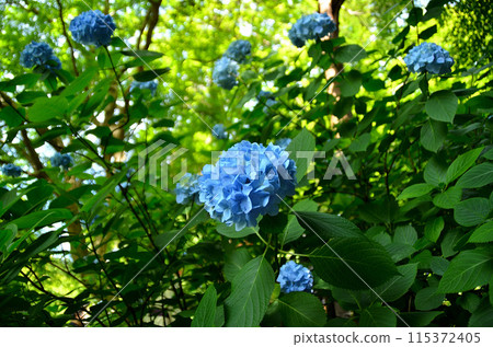 神奈川縣鎌倉市山之內的旅遊景點明月院 115372405