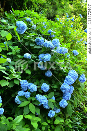 Meigetsuin Temple, a tourist spot in Yamanouchi, Kamakura City, Kanagawa Prefecture Meigetsuin Temple, a tourist spot in Yamanouchi, Kamakura City, Kanagawa Prefecture 115372407