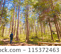Man walking in the forest 115372463