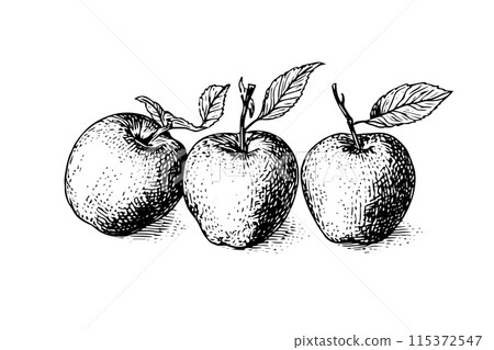 Apple fruit hand drawn ink sketch. Engraved style vector illustration. 115372547