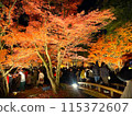 Autumn leaves lighted up 115372607