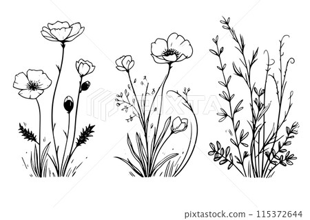 Hand drawn ink sketch of meadow wild flower set. Engraved style vector illustration. Hand drawn ink sketch of meadow wild flower set. Engraved style vector illustration. 115372644