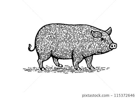 Vintage Pig Vector Sketch: Hand-Drawn Illustration of Farm Animal. 115372646