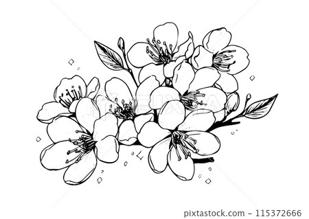 Sakura flower hand drawn ink sketch. Engraved style vector illustration. 115372666