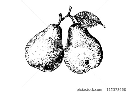 Pear fruit hand drawn ink sketch. Engraved style vector illustration. Pear fruit hand drawn ink sketch. Engraved style vector illustration. 115372668