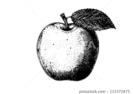 Apple fruit hand drawn ink sketch. Engraved style vector illustration. Apple fruit hand drawn ink sketch. Engraved style vector illustration. 115372675