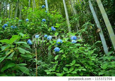 神奈川縣鎌倉市山之內的旅遊景點明月院 115372708