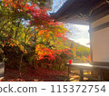 Autumn image wrapped in autumn leaves 115372754