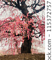 Red plum blossoms after the petals have fallen 115372757