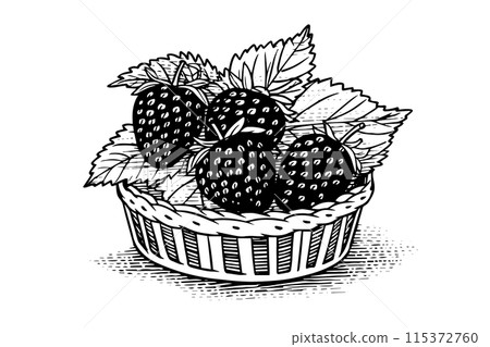 Blackberry in a basket hand drawn ink sketch. Engraved style vector illustration. Blackberry in a basket hand drawn ink sketch. Engraved style vector illustration. 115372760