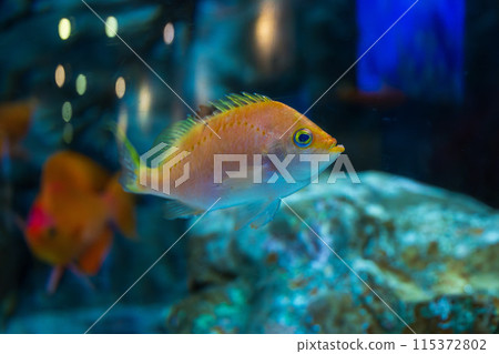 Female Sakuradai in an aquarium 115372802