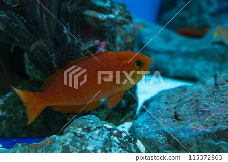 Anthias anserinus in an aquarium Anthias anserinus in an aquarium 115372803
