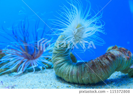 Hime Hana ginkchuck Hime Hana ginkchuck 115372808