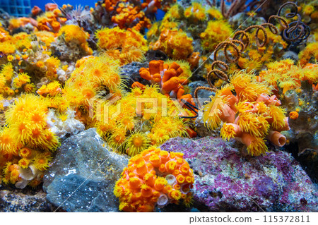 很多橙色珊瑚 很多橙色珊瑚 115372811