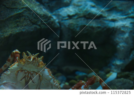 Japanese spider crab in an aquarium 115372825