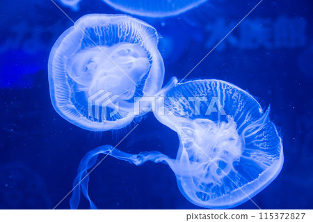 Jellyfish floating in the water tank Jellyfish floating in the water tank 115372827