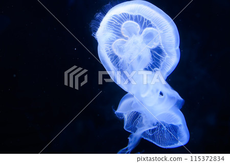 Jellyfish floating in the water tank Jellyfish floating in the water tank 115372834