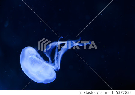 漂浮在水箱的水母 漂浮在水箱的水母 115372835