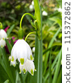 White lily of the valley 115372862