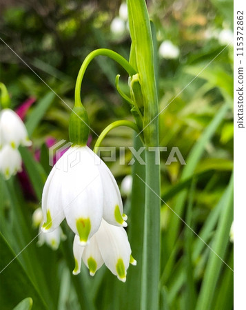 White lily of the valley 115372862