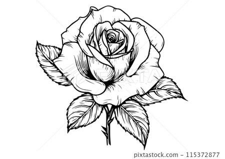 Rose flower hand drawn ink sketch. Engraving style vector illustration. Rose flower hand drawn ink sketch. Engraving style vector illustration. 115372877