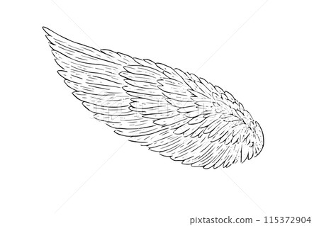 Vintage Wing Vector Sketch: Hand Drawn Engraved Illustration of Eagle Feathers. Vintage Wing Vector Sketch: Hand Drawn Engraved Illustration of Eagle Feathers. 115372904