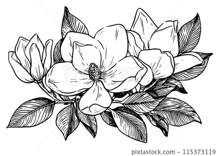 Magnolia flower hand drawn ink sketc. Engraved retro style vector illustration. Magnolia flower hand drawn ink sketc. Engraved retro style vector illustration. 115373119