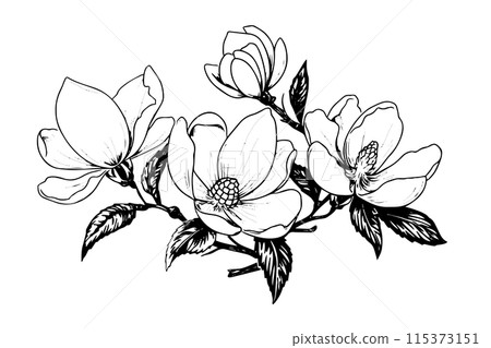 Magnolia flower hand drawn ink sketc. Engraved retro style vector illustration. 115373151