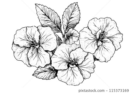 Hibiscus flower hand drawn ink sketch. Engraved style vector illustration. Hibiscus flower hand drawn ink sketch. Engraved style vector illustration. 115373169
