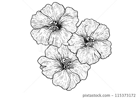 Hibiscus flower hand drawn ink sketch. Engraved style vector illustration. 115373172