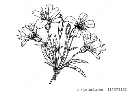 Wild flower hand drawn ink sketch. Engraved retro style vector illustration. Wild flower hand drawn ink sketch. Engraved retro style vector illustration. 115373182