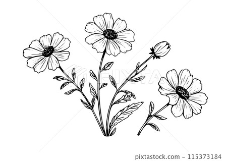 Wild flower hand drawn ink sketch. Engraved retro style vector illustration. 115373184