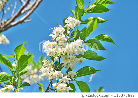 White snowbell flowers (spring, April) White snowbell flowers (spring, April) 115373682