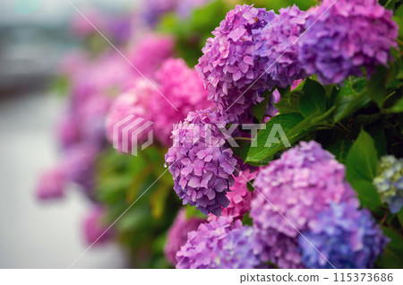Hydrangea blooming at the water's edge 115373686