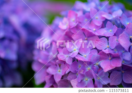 Hydrangea wet in the rain 115373811