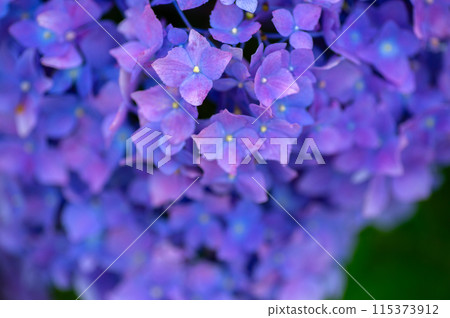 Hydrangea blooming in the waterway Hydrangea blooming in the waterway 115373912
