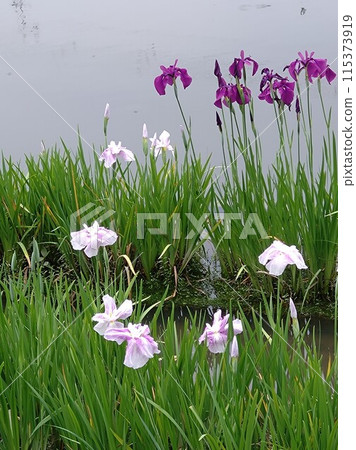鳶尾花盛開的池塘① 115373919