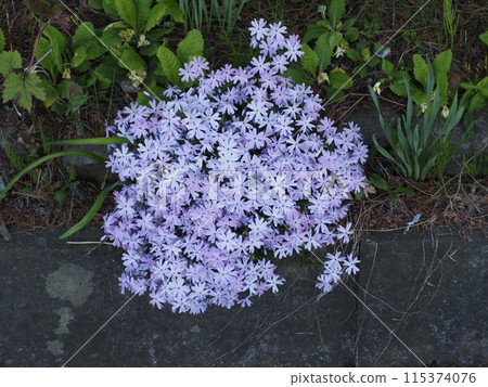 河岸上盛開著紫色的花朵 115374076