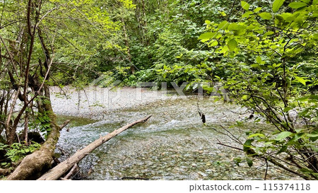 MacMillan Provincial Park Seven Wonders Canada Vancouver island ancient Douglas fir Cathedral Grove old growth Douglas fir forest in British Columbia cathedral grove huge thousand year old trees moss 115374118