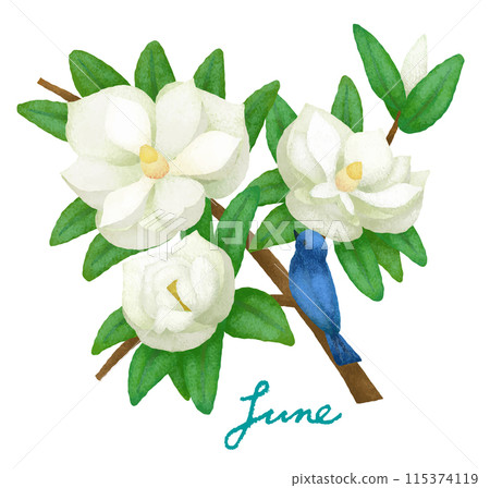 六月花鳥（百合、Orifolia） 115374119