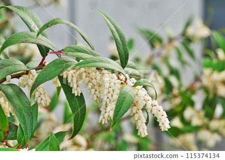 White bell-shaped flowers of the common holly (spring, April) White bell-shaped flowers of the common holly (spring, April) 115374134
